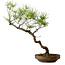 Pinus densiflora, 45 cm, ± 20 years old