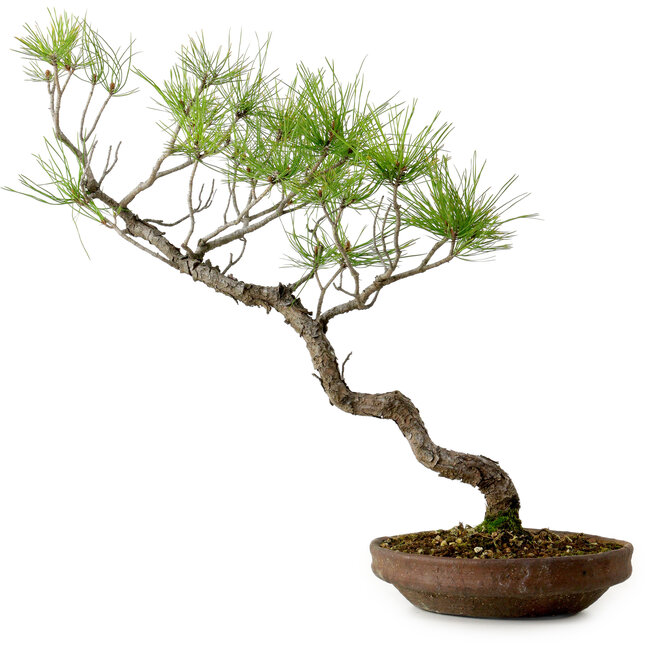 Pinus densiflora, 45 cm, ± 20 años de edad