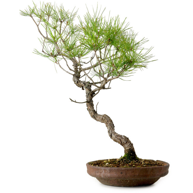 Pinus densiflora, 45 cm, ± 20 jaar oud