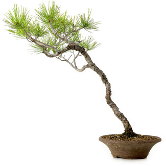 Pinus densiflora, 45 cm, ± 20 ans