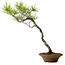 Pinus densiflora, 45 cm, ± 20 years old