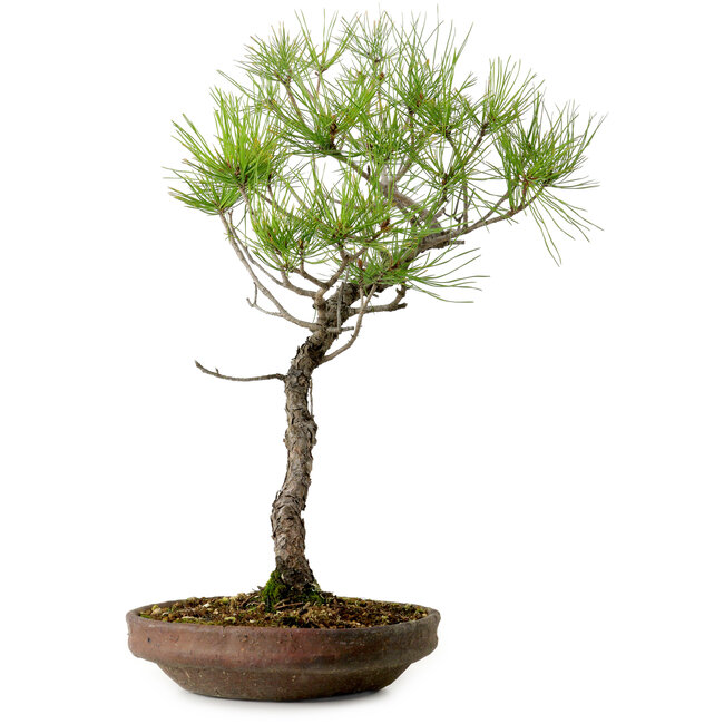 Pinus densiflora, 45 cm, ± 20 Jahre alt