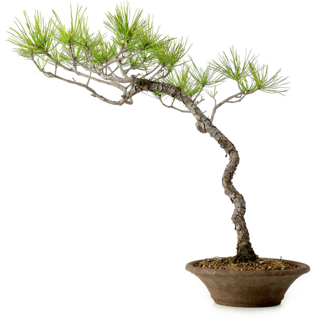 Pinus densiflora, 45 cm, ± 20 anni