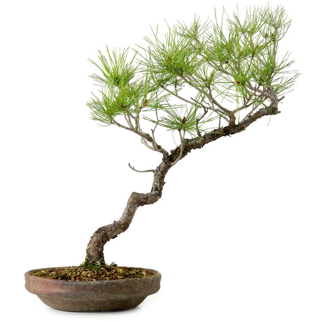 Pinus densiflora, 45 cm, ± 20 anni