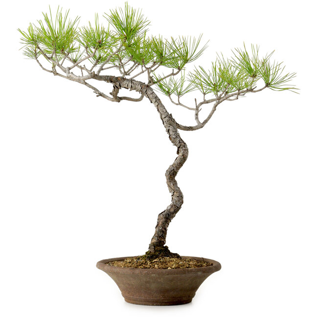 Pinus densiflora, 45 cm, ± 20 anni