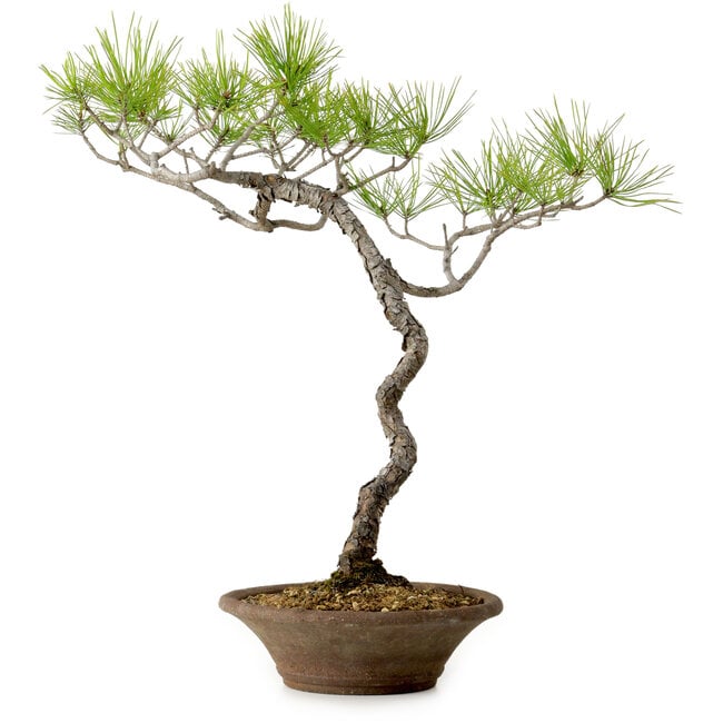 Pinus densiflora, 45 cm, ± 20 ans