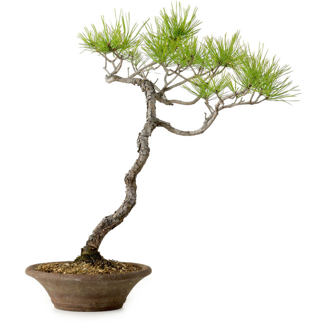 Pinus densiflora, 45 cm, ± 20 jaar oud