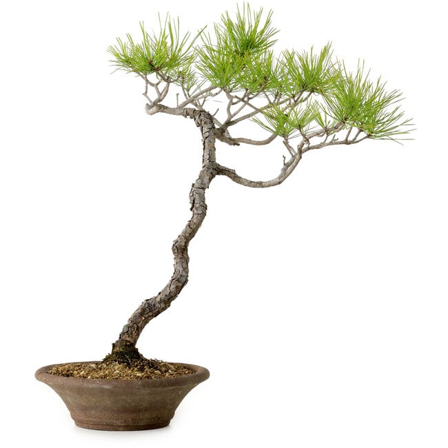 Pinus densiflora, 45 cm, ± 20 years old