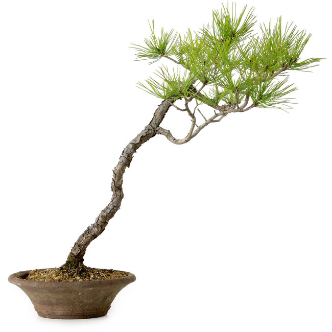 Pinus densiflora, 45 cm, ± 20 Jahre alt