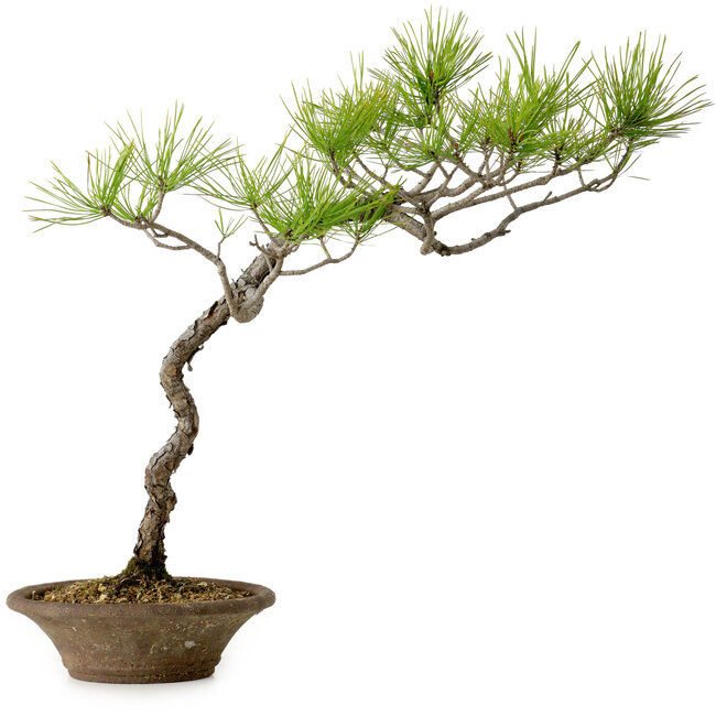 Pinus densiflora, 45 cm, ± 20 años de edad