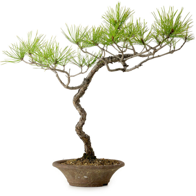 Pinus densiflora, 45 cm, ± 20 jaar oud