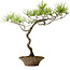 Pinus densiflora, 45 cm, ± 20 jaar oud
