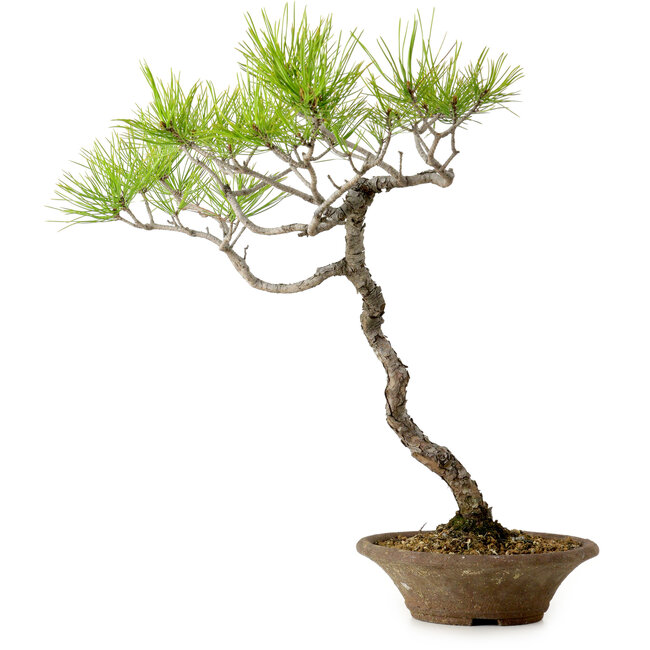Pinus densiflora, 45 cm, ± 20 años de edad