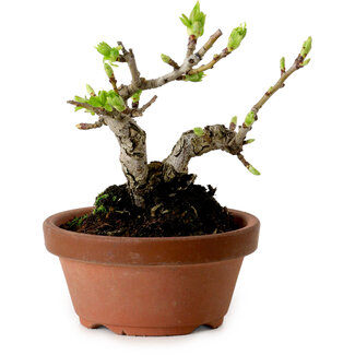 Crataegus cuneata, 12 cm, ± 8 years old