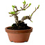 Crataegus cuneata, 12 cm, ± 8 jaar oud, met een nebari van 3 cm