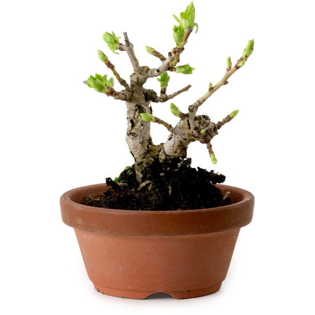 Crataegus cuneata, 12 cm, ± 8 ans, avec un nebari de 3 cm