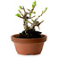 Crataegus cuneata, 12 cm, ± 8 ans, avec un nebari de 3 cm