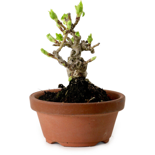 Crataegus cuneata, 12 cm, ± 8 ans, avec un nebari de 3 cm