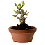 Crataegus cuneata, 12 cm, ± 8 jaar oud, met een nebari van 3 cm