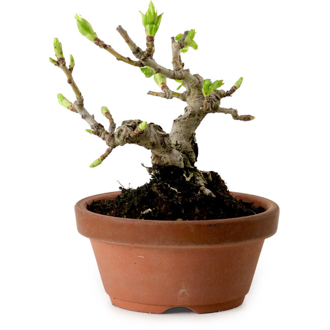 Crataegus cuneata, 12 cm, ± 8 años de edad, con un nebari de 3 cm