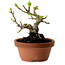 Crataegus cuneata, 12 cm, ± 8 ans, avec un nebari de 3 cm