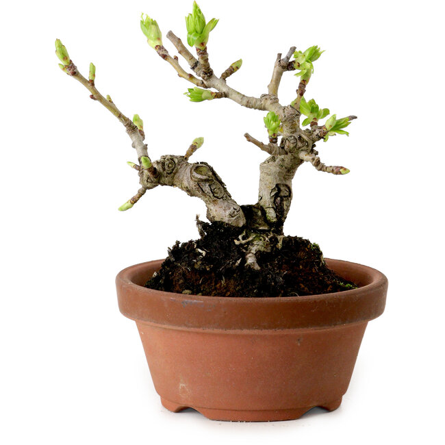 Crataegus cuneata, 12 cm, ± 8 ans, avec un nebari de 3 cm
