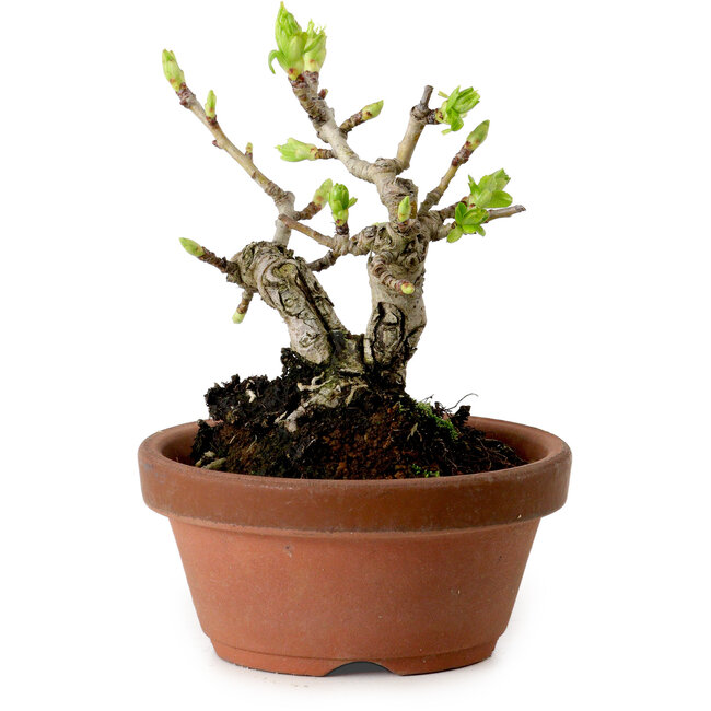 Crataegus cuneata, 12 cm, ± 8 jaar oud, met een nebari van 3 cm