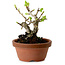 Crataegus cuneata, 12 cm, ± 8 ans, avec un nebari de 3 cm