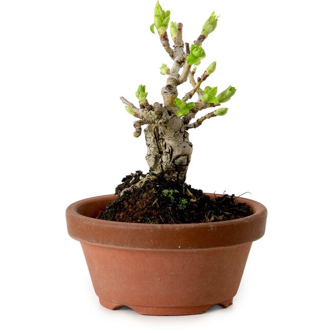 Crataegus cuneata, 12 cm, ± 8 años de edad, con un nebari de 3 cm