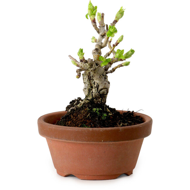 Crataegus cuneata, 12 cm, ± 8 Jahre alt, mit einem Nebari von 3 cm