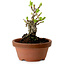 Crataegus cuneata, 12 cm, ± 8 ans, avec un nebari de 3 cm