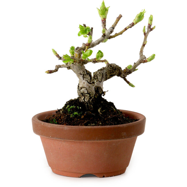 Crataegus cuneata, 12 cm, ± 8 jaar oud, met een nebari van 3 cm
