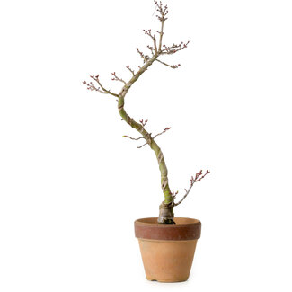 Acer palmatum Shishigashira, 34 cm, ± 10 ans