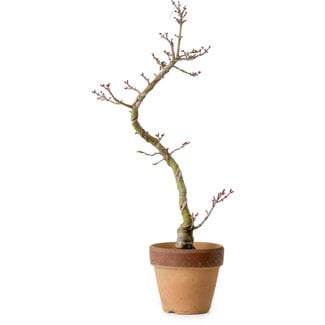 Acer palmatum Shishigashira, 34 cm, ± 10 years old