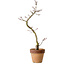 Acer palmatum Shishigashira, 34 cm, ± 10 años de edad