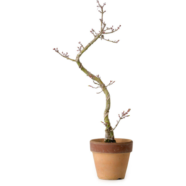 Acer palmatum Shishigashira, 34 cm, ± 10 years old