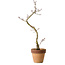 Acer palmatum Shishigashira, 34 cm, ± 10 jaar oud