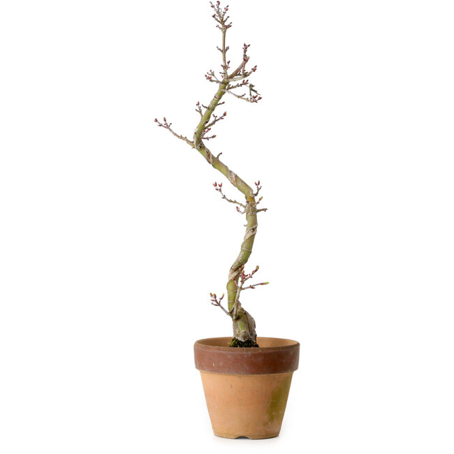 Acer palmatum Shishigashira, 34 cm, ± 10 ans