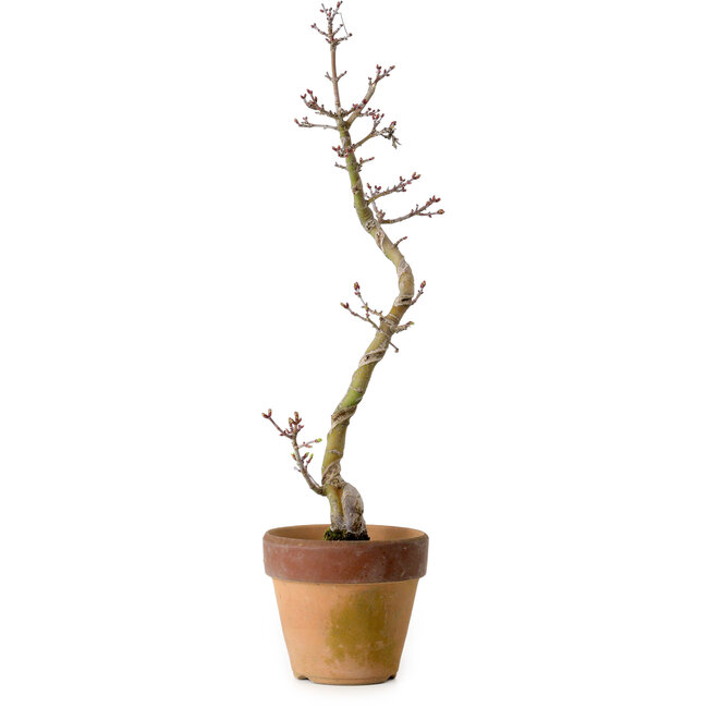 Acer palmatum Shishigashira, 34 cm, ± 10 ans