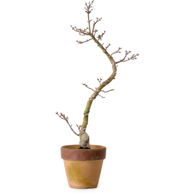 Acer palmatum Shishigashira, 34 cm, ± 10 ans