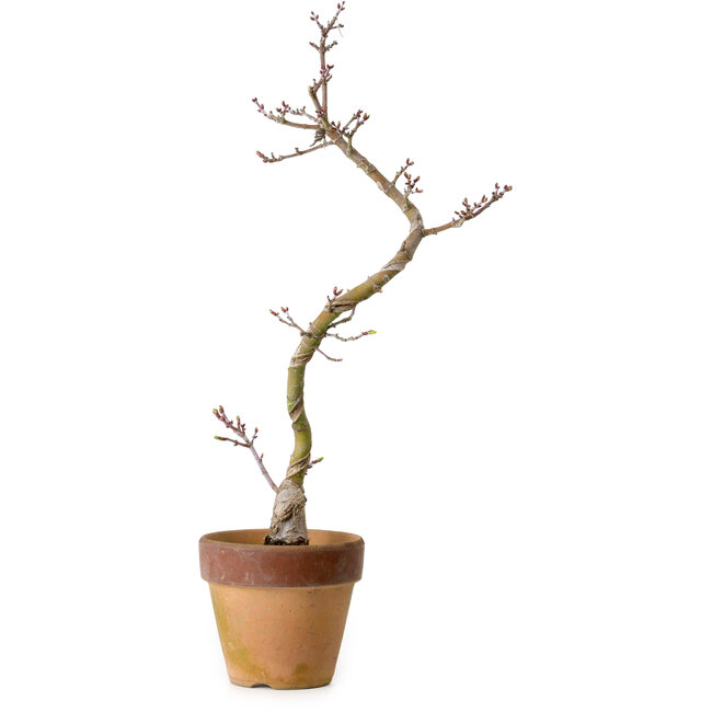 Acer palmatum Shishigashira, 34 cm, ± 10 years old