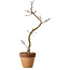 Acer palmatum Shishigashira, 34 cm, ± 10 Jahre alt