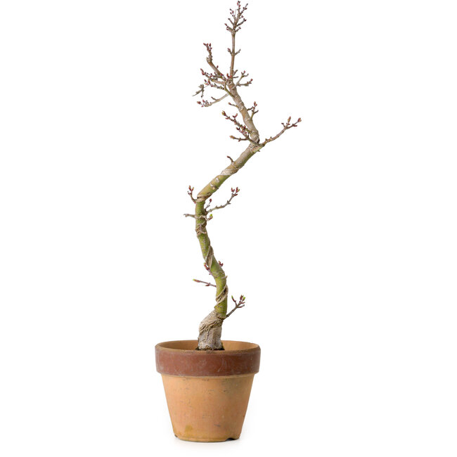 Acer palmatum Shishigashira, 34 cm, ± 10 ans