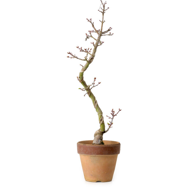 Acer palmatum Shishigashira, 34 cm, ± 10 ans