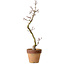 Acer palmatum Shishigashira, 34 cm, ± 10 ans