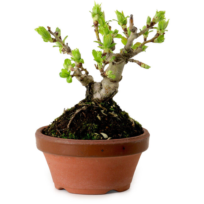 Crataegus cuneata, 12 cm, ± 8 anni, con un nebari di 3 cm