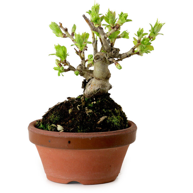 Crataegus cuneata, 12 cm, ± 8 years old, with a nebari of 3 cm