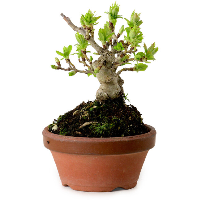 Crataegus cuneata, 12 cm, ± 8 anni, con un nebari di 3 cm