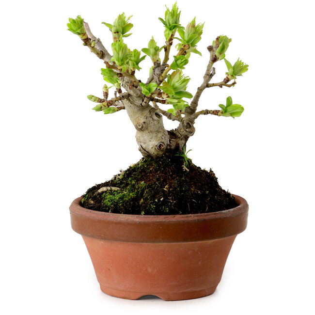 Crataegus cuneata, 12 cm, ± 8 anni, con un nebari di 3 cm