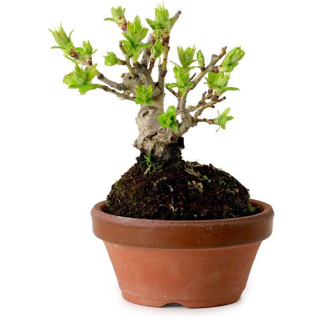 Crataegus cuneata, 12 cm, ± 8 años de edad, con un nebari de 3 cm